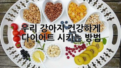 우리 강아지, 건강하게 다이어트 시키는 방법
